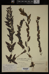 Image Associated With the Occurrence