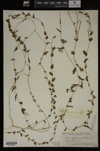 Potamogeton perfoliatus image