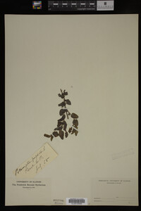 Potamogeton perfoliatus image