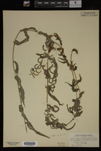 Potamogeton perfoliatus image