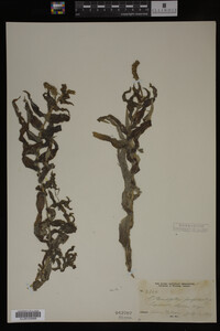 Potamogeton perfoliatus image