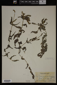 Potamogeton perfoliatus image