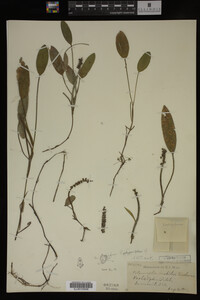 Media resource of Potamogeton polygonifolius