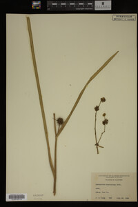 Sparganium americanum image