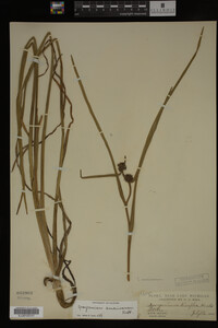 Sparganium americanum image