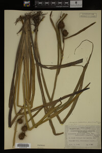 Sparganium androcladum image