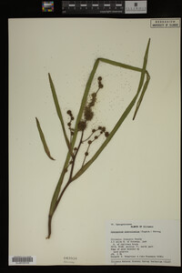 Sparganium androcladum image