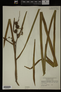 Sparganium androcladum image