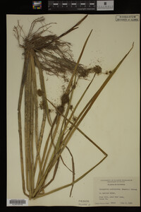 Sparganium androcladum image