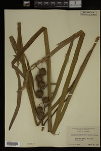 Sparganium androcladum image