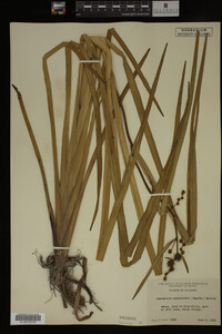 Sparganium androcladum image