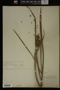 Sparganium androcladum image