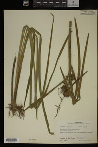 Sparganium androcladum image