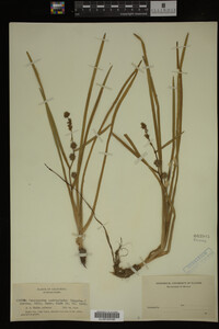 Sparganium androcladum image