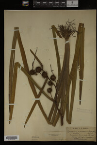 Sparganium androcladum image