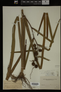 Sparganium androcladum image