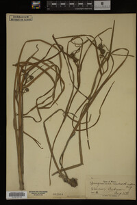 Sparganium androcladum image