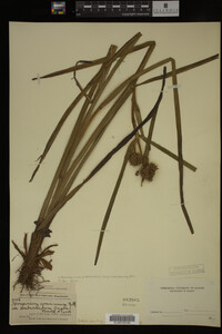 Sparganium androcladum image