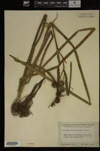 Sparganium androcladum image