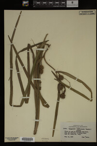 Sparganium androcladum image