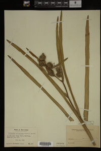 Sparganium androcladum image