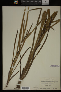 Sparganium androcladum image