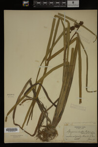 Sparganium androcladum image