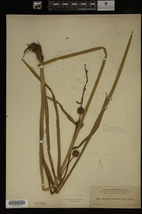 Sparganium androcladum image