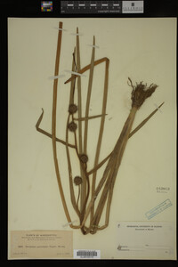 Sparganium androcladum image