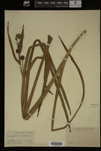 Sparganium androcladum image