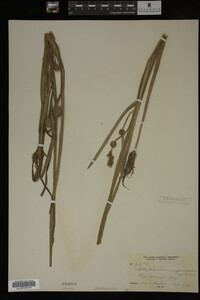 Sparganium androcladum image