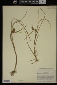 Sparganium angustifolium image