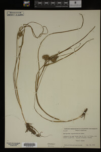 Sparganium angustifolium image