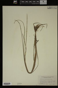 Sparganium angustifolium image