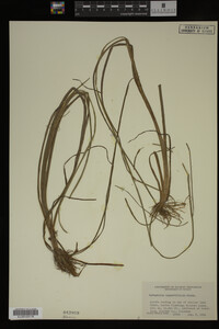 Sparganium angustifolium image