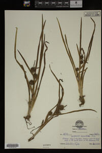Sparganium angustifolium image