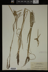 Sparganium angustifolium image