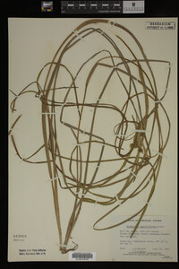 Sparganium angustifolium image