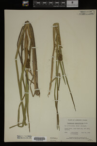 Sparganium angustifolium image