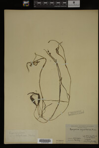 Sparganium angustifolium image