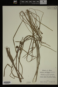 Sparganium angustifolium image