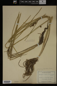 Sparganium angustifolium image