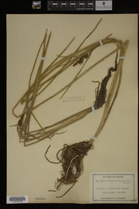 Sparganium angustifolium image