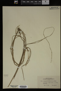 Sparganium angustifolium image