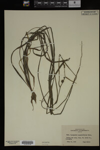 Sparganium angustifolium image