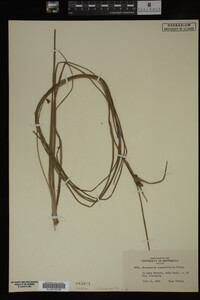 Sparganium angustifolium image