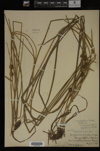 Sparganium angustifolium image