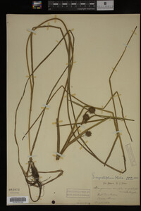 Sparganium angustifolium image