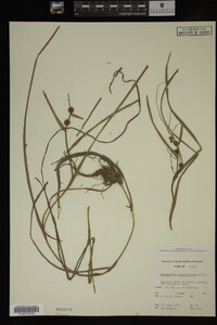 Sparganium angustifolium image