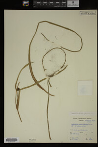 Sparganium angustifolium image